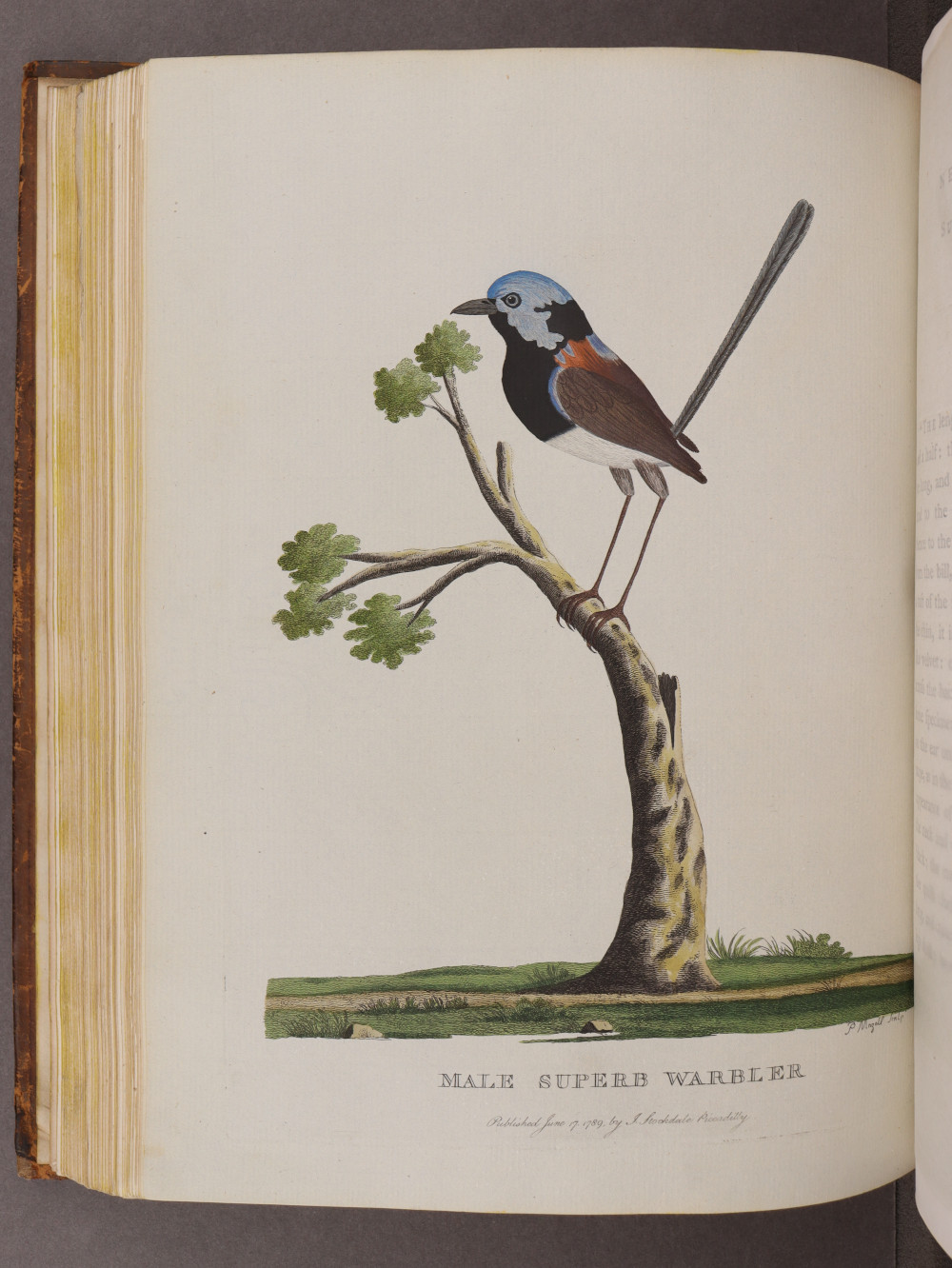 Plate 23